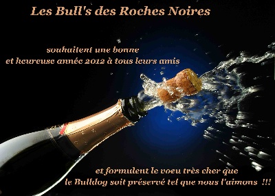 des Bull's des Roches Noires - Happy New Year