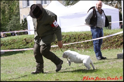 des Bull's des Roches Noires - Nationale d' Elevage 2012