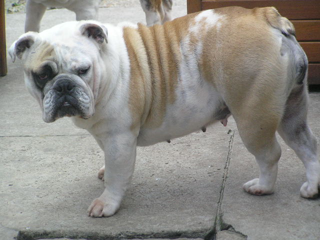 Bob's pride ( bali ) des Bull's des Roches Noires