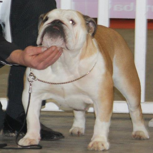 Gimme-gold-n'-silver-dreams of burly bulky bull's