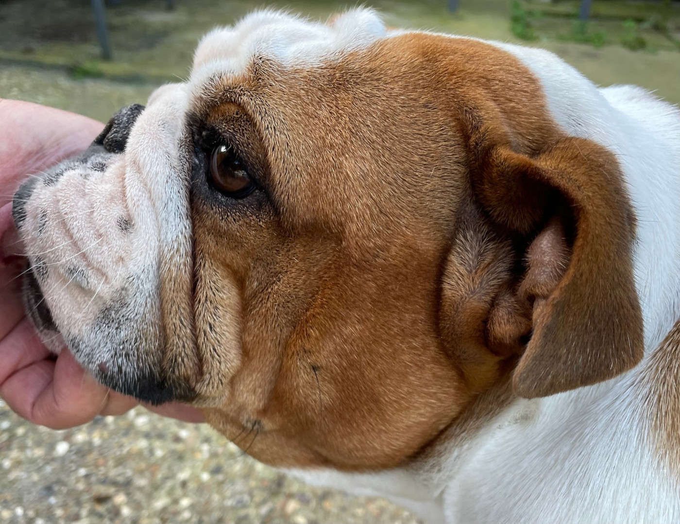 The devil wears prada Shamrock Cottage