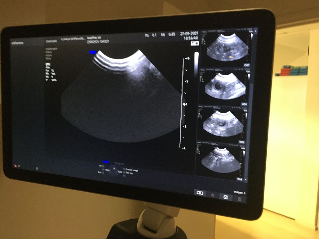 Gestation confirmée