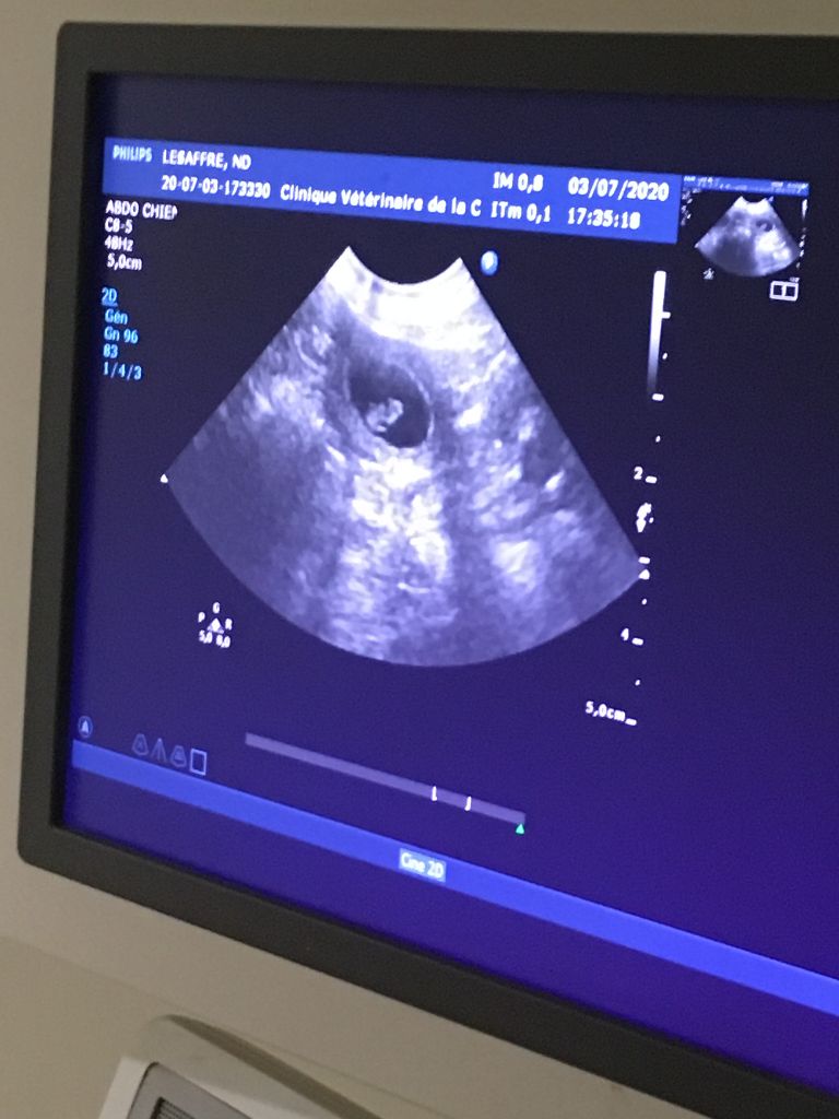 des Bull's des Roches Noires - gestation confirmée