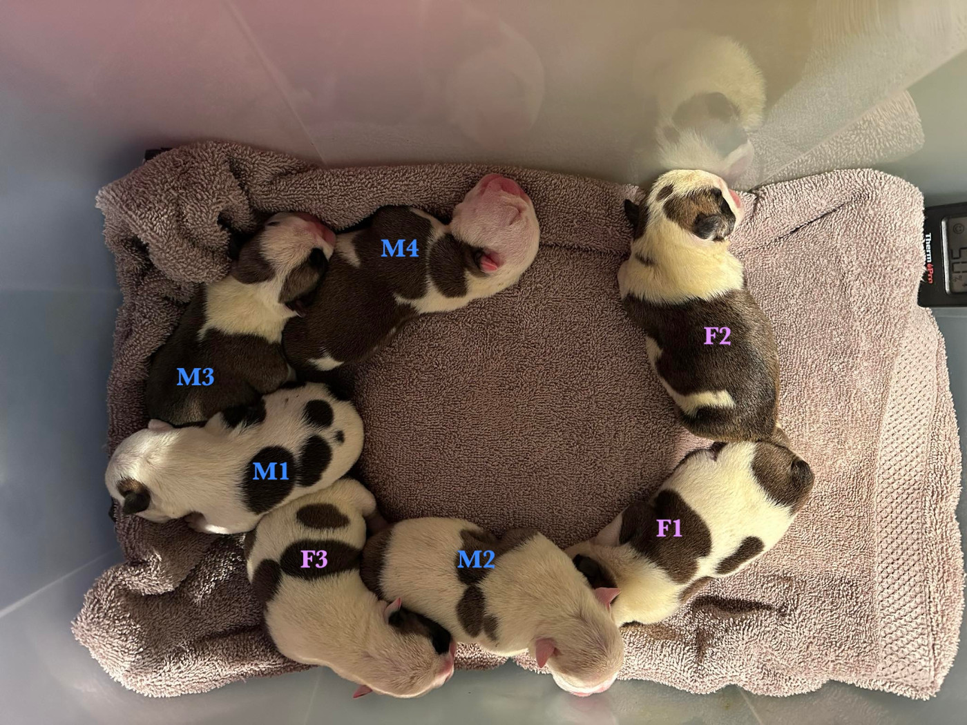 des Bull's des Roches Noires - Bulldog Anglais - Portée née le 20/12/2025