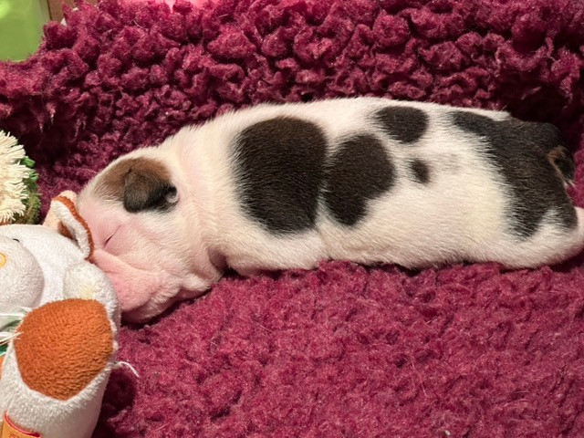 des Bull's des Roches Noires - Chiots disponibles - Bulldog Anglais