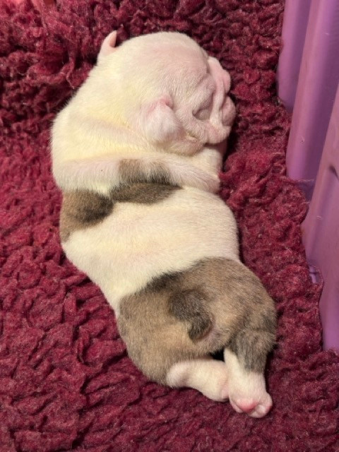 des Bull's des Roches Noires - Chiots disponibles - Bulldog Anglais