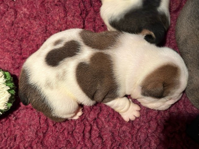 des Bull's des Roches Noires - Chiots disponibles - Bulldog Anglais