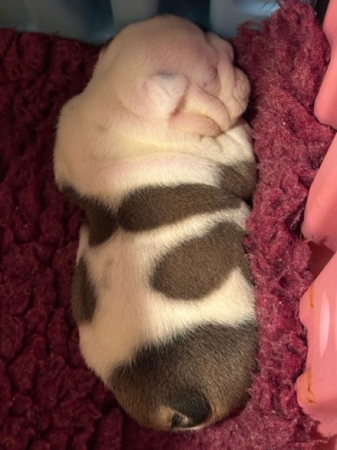 des Bull's des Roches Noires - Chiots disponibles - Bulldog Anglais