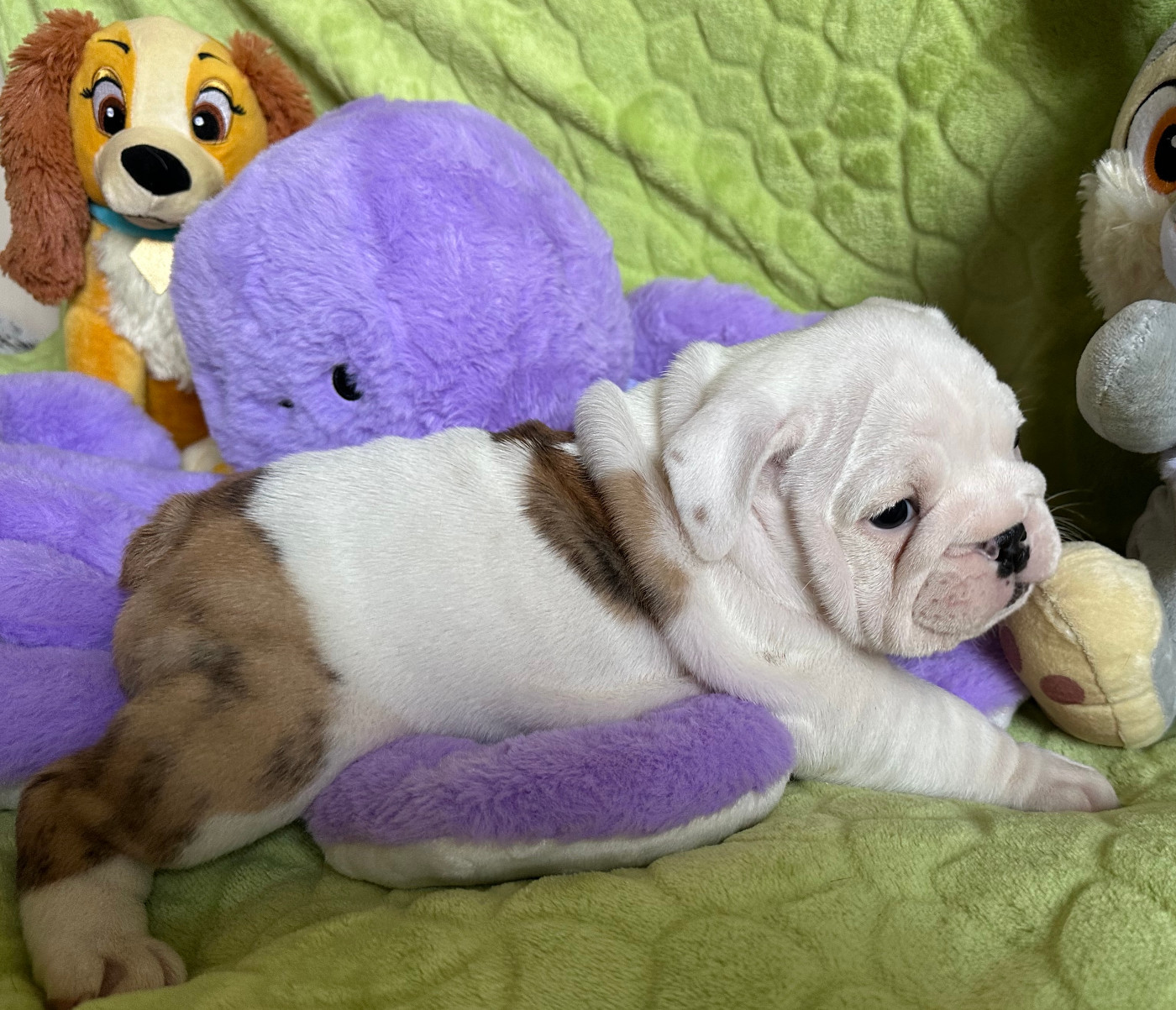 des Bull's des Roches Noires - Chiots disponibles - Bulldog Anglais