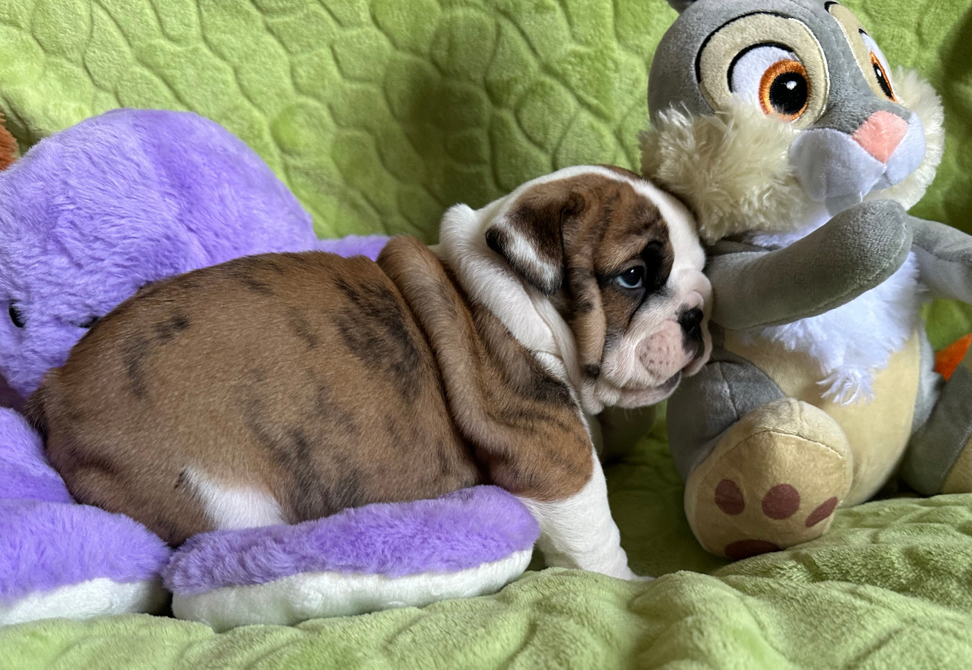 des Bull's des Roches Noires - Chiots disponibles - Bulldog Anglais