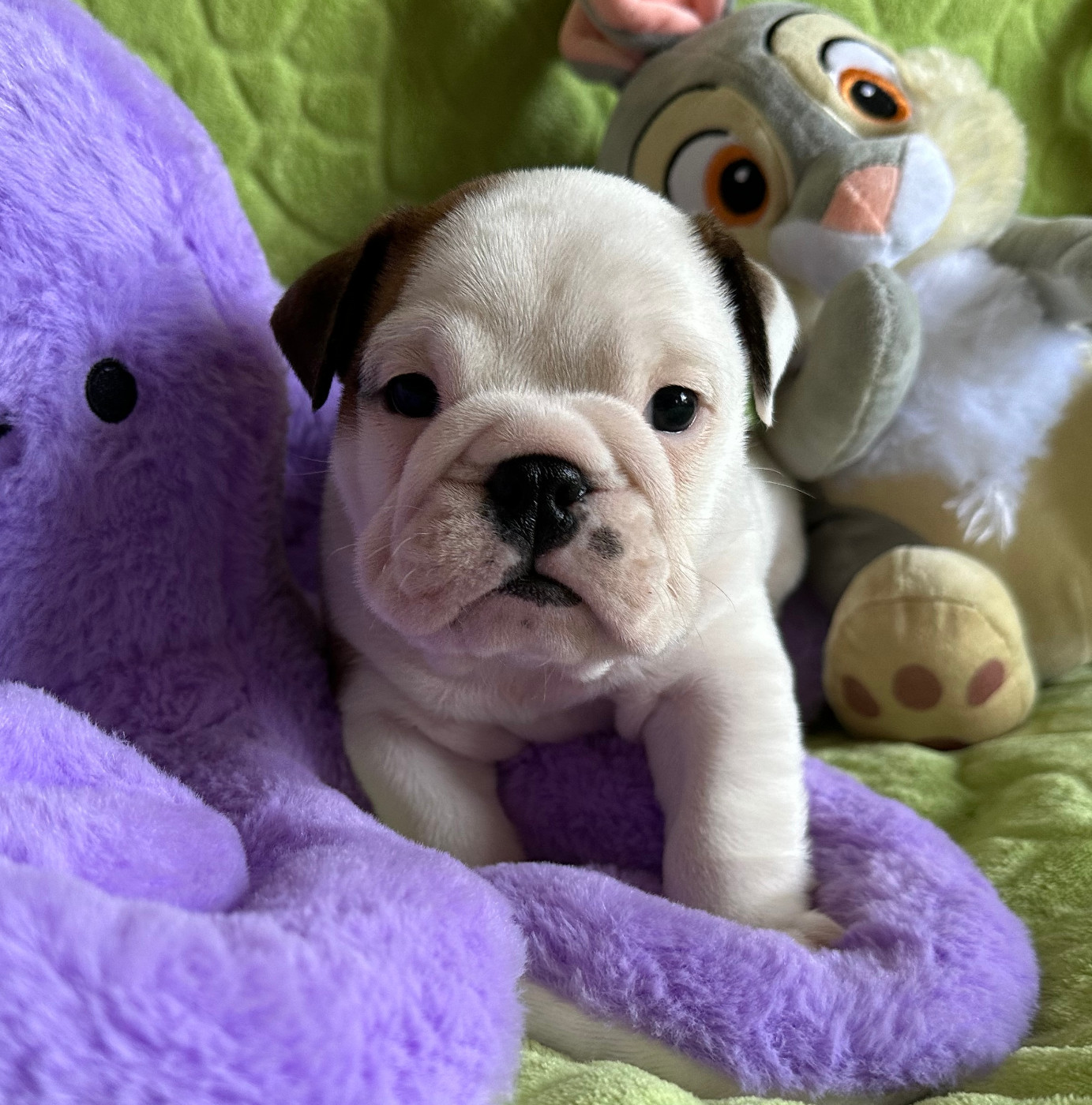 des Bull's des Roches Noires - Chiots disponibles - Bulldog Anglais