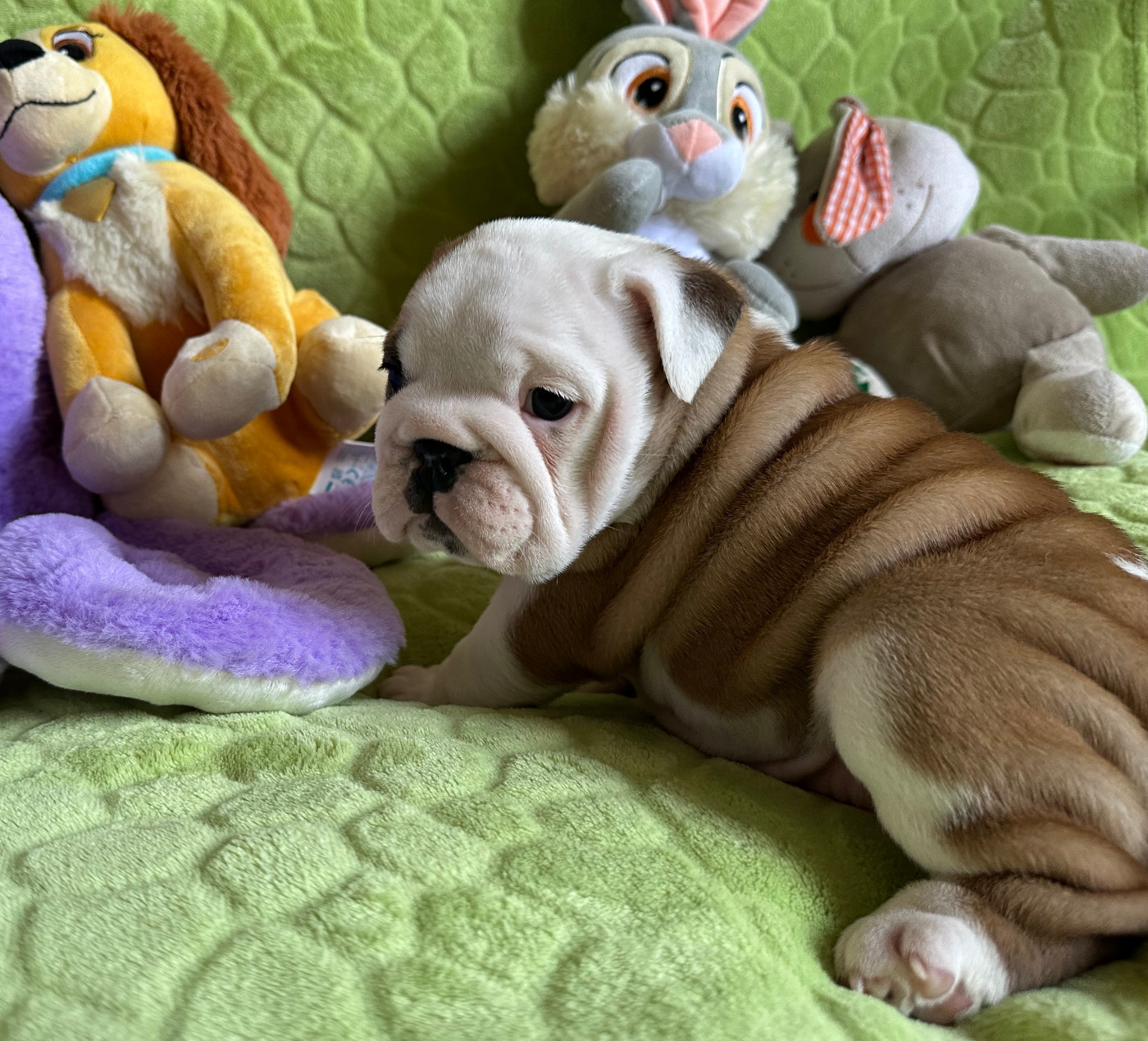 des Bull's des Roches Noires - Chiots disponibles - Bulldog Anglais