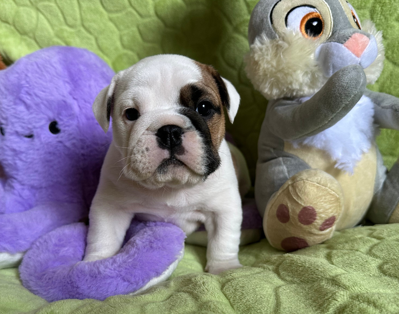 des Bull's des Roches Noires - Chiots disponibles - Bulldog Anglais