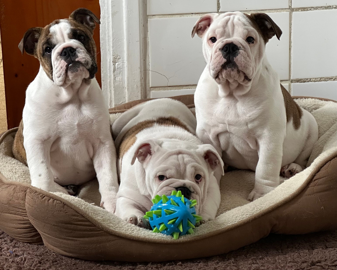 Chiot Bulldog Anglais des Bull's des Roches Noires