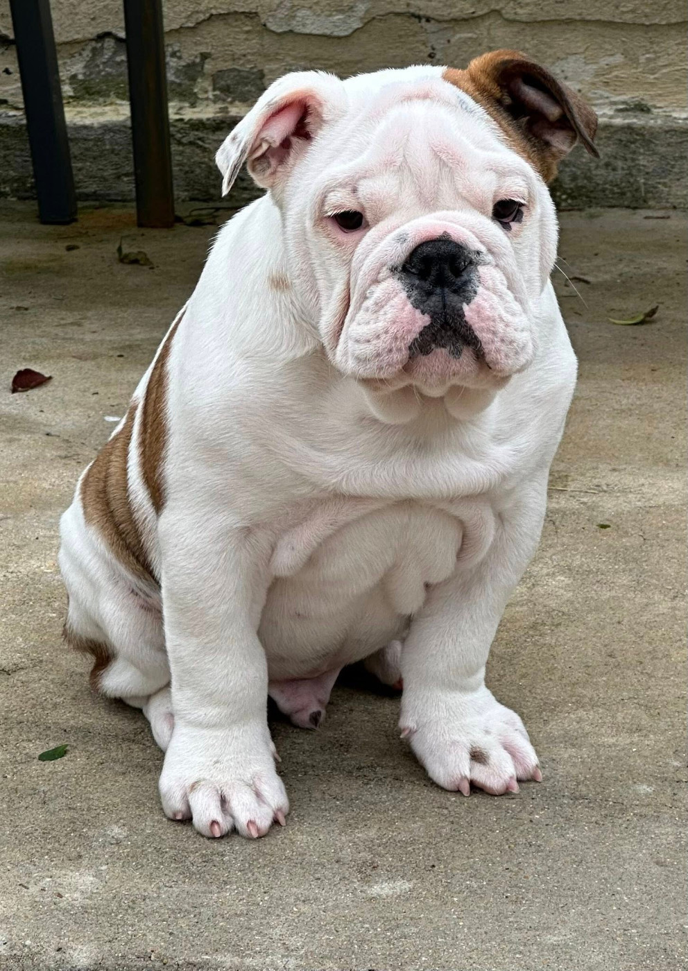 des Bull's des Roches Noires - Chiots disponibles - Bulldog Anglais